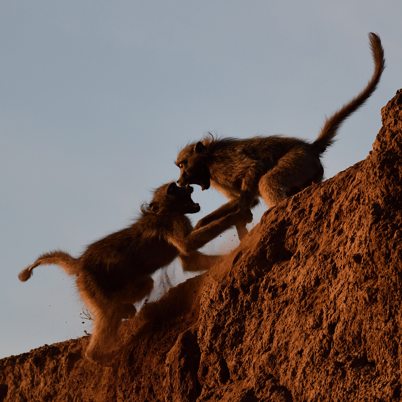 アフリカに野生の輝きを追って<br>Part 2 高速連写でアクションシーンを狙う