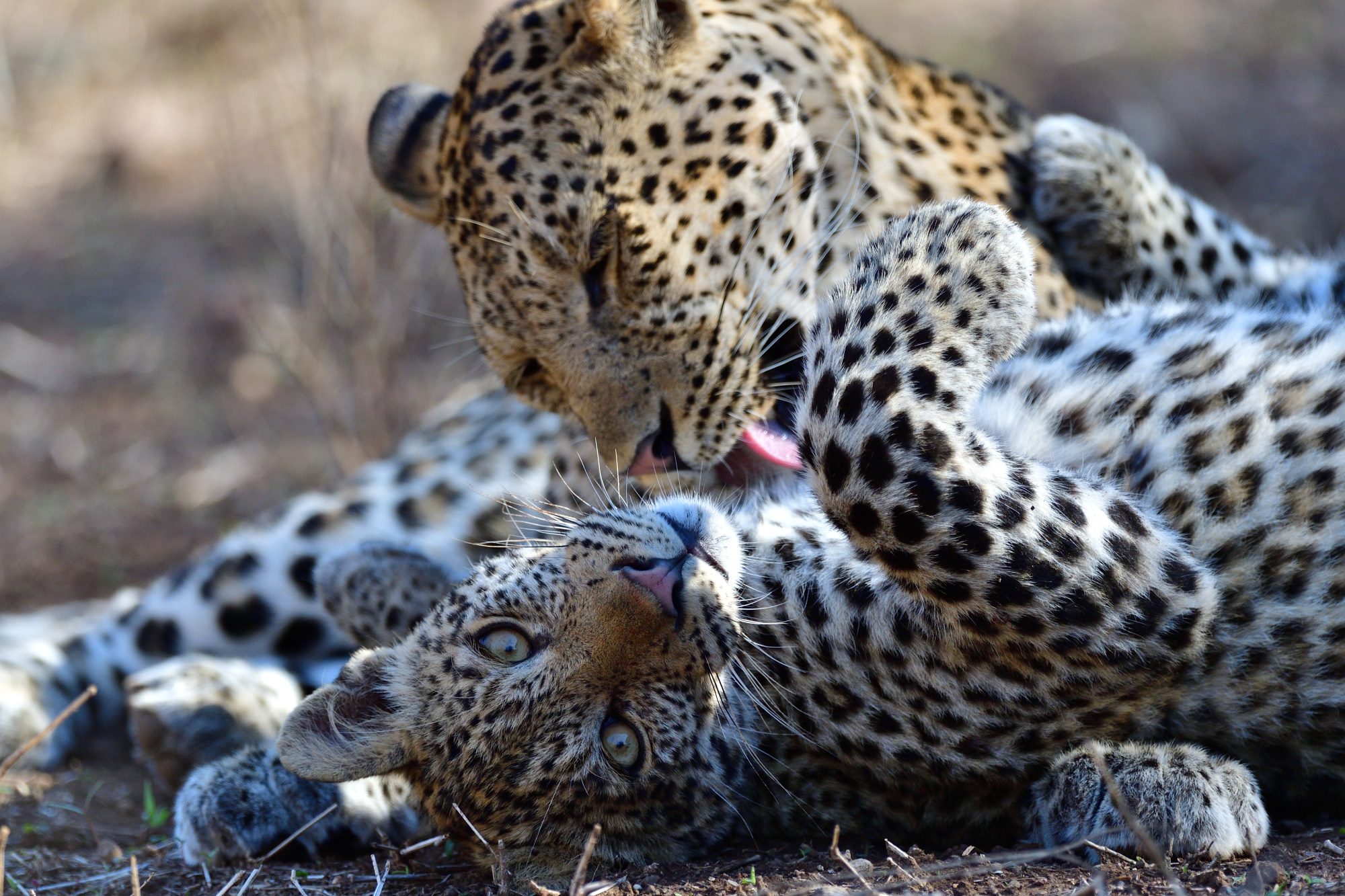 アフリカに野生の輝きを追ってpart 1 動物たちの一瞬の表情を狙う サンディスク この瞬間を残したい