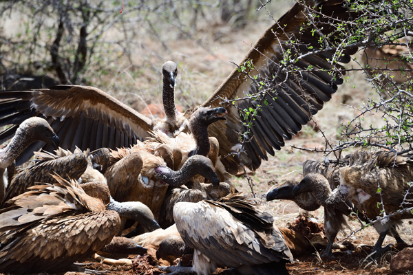 死んだインパラに群がるコシジロハゲワシ。<br>ボツワナ、マシャトゥ動物保護区