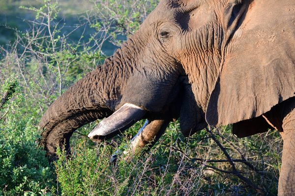 木の葉を食べるオスのアフリカゾウ。象牙目当ての密猟が増えたことで、サイほどではないものの、個体数の減少が続いている。<br>南アフリカ、ピランズバーグ国立公園。