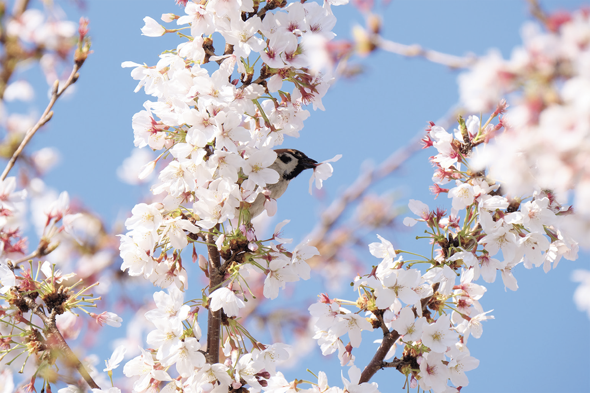 桜の花をついばむスズメ。ちょこちょこと動き回る姿が可愛らしい。